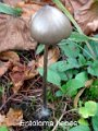Entoloma hebes-amf1989